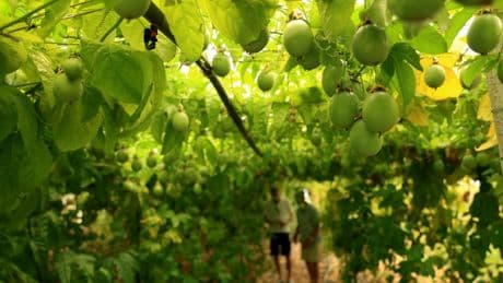 En Albanie, les fruits exotiques pour tenter de s'adapter au réchauffement climatique