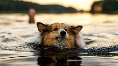 Vet warns pet owners of dangers of toxic blue-green algae on Scotland's waterways