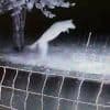 Gelderland wil wolf doodschieten die over rasters sprong en schapen doodde