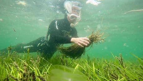 Mission Meeresgarten - Unterwasser-Gärtner für eine grüne Ostsee gesucht
