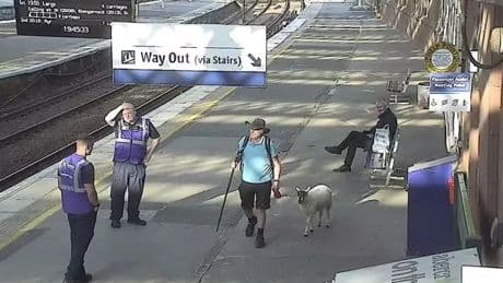 Man says he 'takes sheep by train as he can't drive' after viral Scots station picture