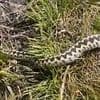 Urgent warning issued as clip shows moment massive venomous snake is spotted on popular walking track in the UK