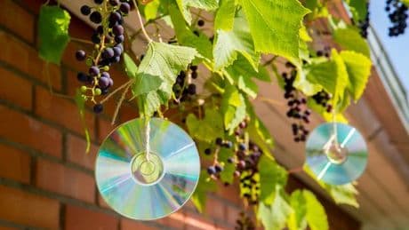 Gardeners told to hang their old CDs in the garden this month
