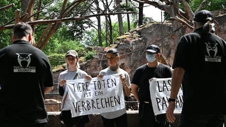 Protest gegen Affen-Tötung in Nürnberg - Tierschützer ketten sich für Paviane an