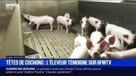 "C'est loin de mes idéaux": l'éleveur qui a vendu les têtes de cochon qui ont été déposées devant des mosquées parisiennes témoigne