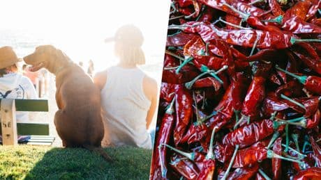 Algunos de los países más calurosos son los que más gusto tienen por el picante. Tiene todo el sentido del mundo
