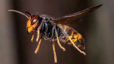 Stich-Attacken im Pfälzerwald - Aggro-Hornissen machen Jagd auf Wanderer