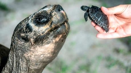 Panzer, ich begrüüüße Sie! - Galapagos-Schildkröte Goliath mit 135 erstmals Vater