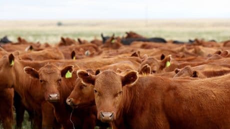 US shuts Mexico border to live cattle over flesh-eating parasite fears