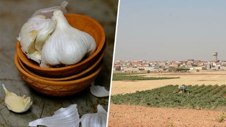 El ajo está sumido en una profunda crisis en España. Y eso son malas noticias para un lugar en particular: Cuenca