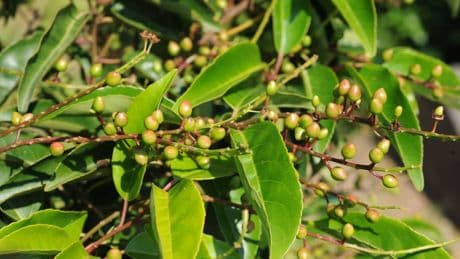 Portugiesische Kirschlorbeer: Ist die Pflanze winterhart?