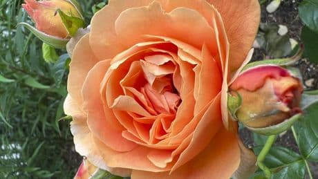 Some plants cause more suffering than others for gardeners with pollen allergies