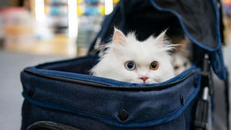 A former Google veteran used vibe coding to test a cat-purring app. It was fun, but wasn't purrfect.