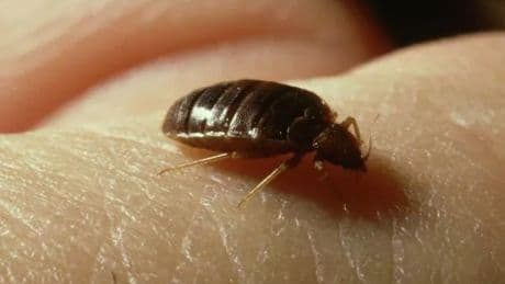 Brits warned to check their hotel rooms for bed bugs amid Spanish airport outbreak