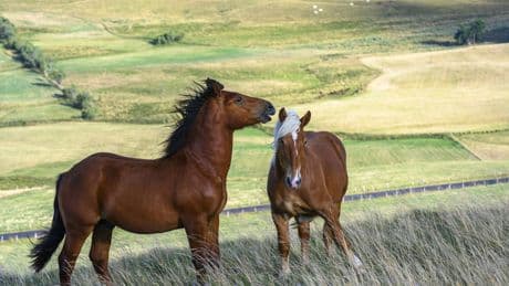 Il y a 4000 ans, une mutation génétique des chevaux a-t-elle permis leur domestication ?