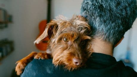 ¿Estresado por el trabajo? Tu perro también lo sufre, según un estudio: &quot;Son muy sensibles&quot;