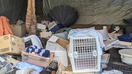 Over 100 dead cats found in faeces-riddled home after being 'stolen by hoarder'