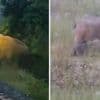 KIJK. Trein moet twee uur stilstaan omdat olifant op spoor bevalt in India