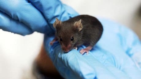 Des chercheurs ont réussi à prolonger la vie de souris grâce à un cocktail de traitements contre le cancer