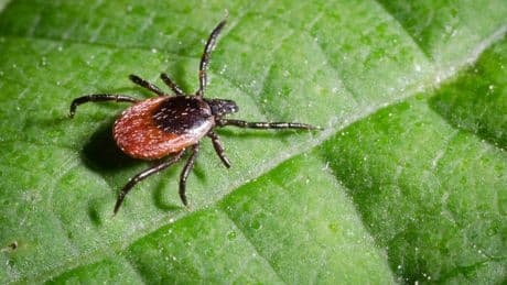 Zecken in Deutschland: Welche neuen Arten und Erreger jetzt ein Risiko sind
