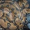 Elle découvre un python devant sa porte en sortant de chez elle