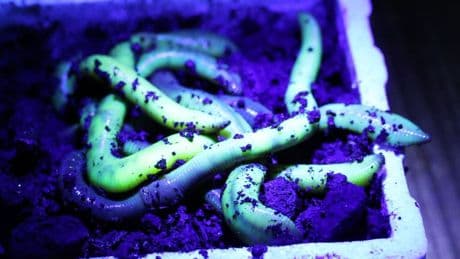 Darum schwören immer mehr Angler auf sie - Grüne Regenwürmer leuchten im Dunkeln