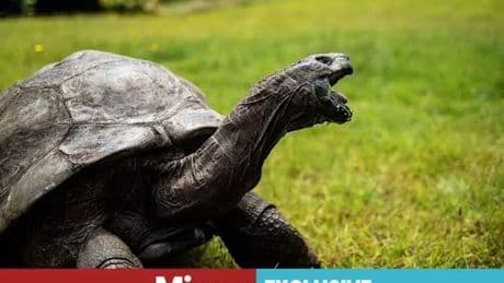 UK's most dangerous criminals given pets in high security prisons - including a tortoise