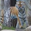 Tier-Drama in Leipzig - Zoo schläfert drei Tigerbabys ein