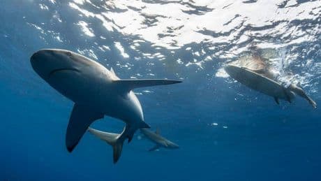A Biologist And Avid Spearfisherman Offers 3 Rules To Avoid Becoming ‘Jaws Bait’ This Summer