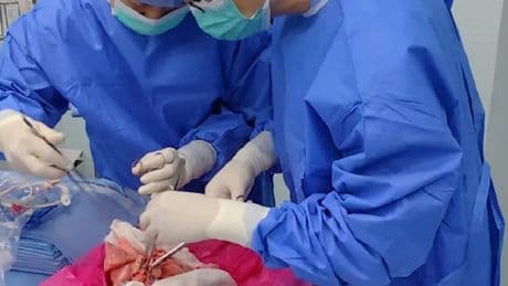Bilim dünyasında bir ilk: Domuz akciğeri insan vücudunda dokuz gün işlev gördü