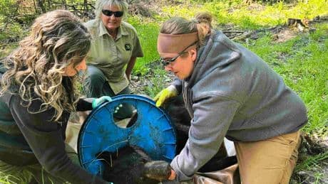 Wildlife experts remove a plastic lid that was stuck on a Michigan bear's neck for two years