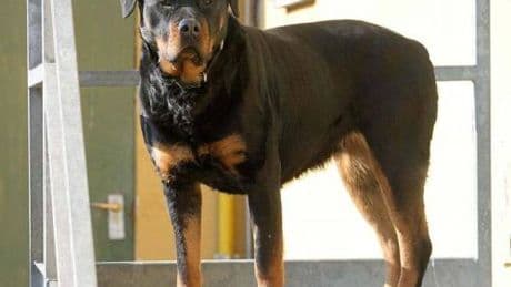 Fratellini azzannati dal rottweiler della nonna: bimbi in gravi condizioni