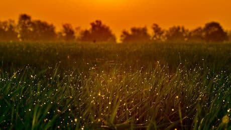 A Montecassiano c’è un percorso alla scoperta delle lucciole