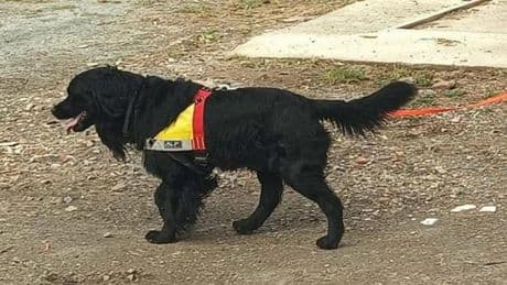 Junior, il cane che ha ritrovato il bimbo a Ventimiglia. Fiuto da figlio d’arte, era alla sua prima ricerca