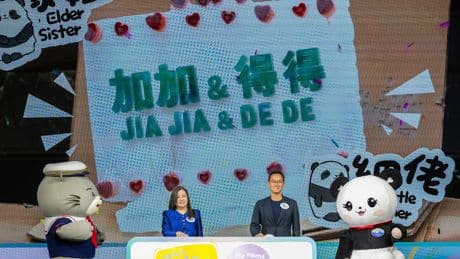 Hong Kong's baby pandas finally get names. Meet Jia Jia and De De