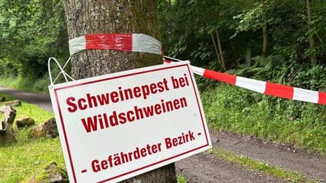 Auch Hundehalter betroffen: Afrikanische Schweinepest in NRW – Landwirte in Sorge