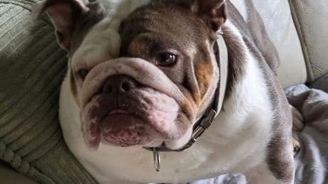 Man charged after death of dog in Bellshill