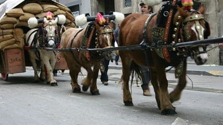 Muere un caballo en la cabalgata del bicentenario de Els Tres Tombs en Barcelona