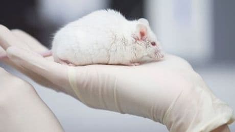 Tierversuche: Warum sich mehr als 110 Forschende zu den Experimenten bekennen