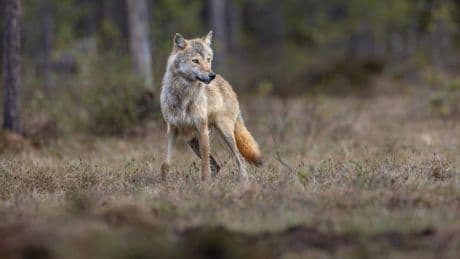 Praat mee: Moeten gebieden waar wolven los lopen worden afgesloten?