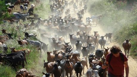 How a herd of hungry goats is helping Spain fight fires during the scorching summer