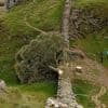 Jury begins deliberating in UK trial of men accused of felling Sycamore Gap tree