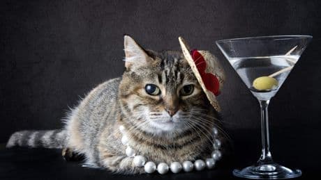 Wat doe je met je huisdier op vakantie? ’Katten zijn enorm stressgevoelig’
