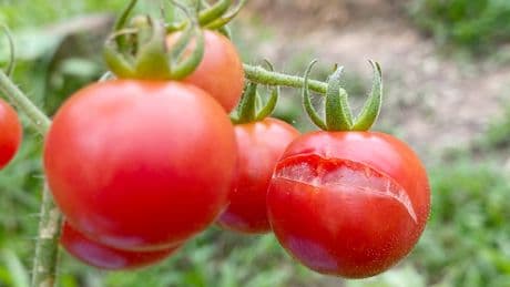 Tomaten reißen auf? So schützen Sie Ihre Ernte ganz einfach