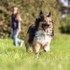 Schwan stirbt nach Biss an Berliner Badesee: Das Problem sind, wie immer, die Hundehalter