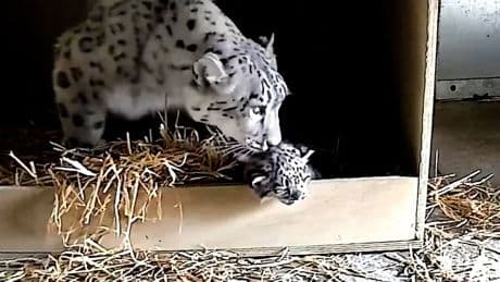 Kuscheliges Wunder - Schneeleoparden-Nachwuchs im Chester Zoo