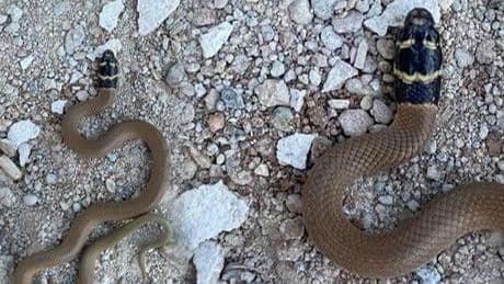Kentte ilk defa görüldü! Siyah başlı ‘Kırbaç yılanı’ panik yarattı