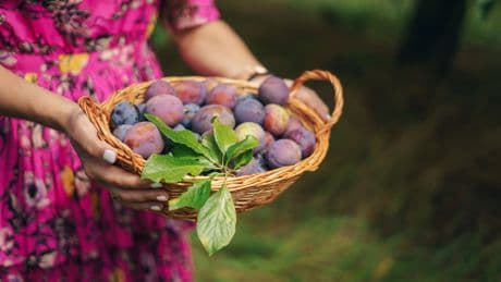 Obst- und Gemüsekauf im August: Finger weg von diesen Lebensmitteln