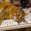 Mais pourquoi votre chat vient-il toujours sur votre ordinateur quand vous télétravaillez ?