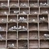 Arctic birders combat impact of climate change and avian flu on delicate ecosystem